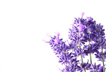 Obraz premium Closeup Blue Mountian a violet lavender field in Hokkaido, Lavender flowers bundle on a white background
