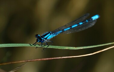 Blue draganfly resting on leaf on summer day. Banff National Park.  Alberta. Canada 