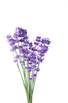 Closeup Blue Mountian a violet lavender field in Hokkaido, Lavender flowers bundle on a white background