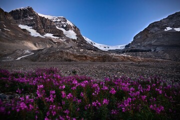 Fototapeta premium Pink fireweed wildflowers by glacial lake at sunset in Canadian Rockies. Columbia Icefield. Jasper. Albeta. Canada 