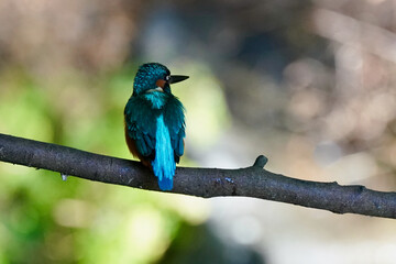 common kingfisher on the perch