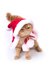 Scottish fold cat wearing red santa greatcoat standing and look down to floor.