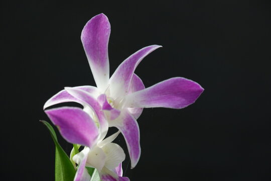 close up image of beautiful dendrobium orchid, a combination of bright white and purple, planted in a flower garden isolated black background