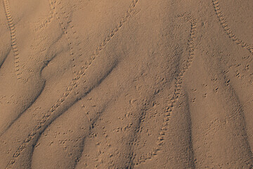 Several tracks from beetles and mysterious creatures walking through sand in the Alvord Desert, Southeastern Oregon.