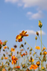 Obraz premium Beautiful cosmos flower colorful in the field outdoor,Portrait.