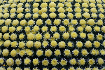 Hundreds of yellow chrysanthemum flowers
