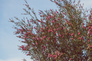native Australian pink bottlebrush callistemon tree outdoor in sunny backyard