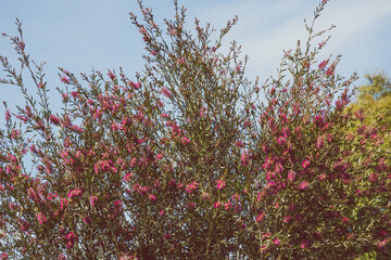 native Australian pink bottlebrush callistemon tree outdoor in sunny backyard