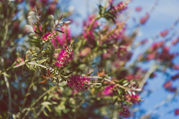 Fototapeta premium native Australian pink bottlebrush callistemon tree outdoor in sunny backyard