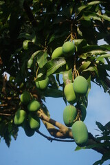 Several young green mangoes were hanging from the tree. With a background of green leaves and blue sky