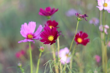 Obraz premium Beautiful cosmos flower colorful in the field outdoor,Portrait.