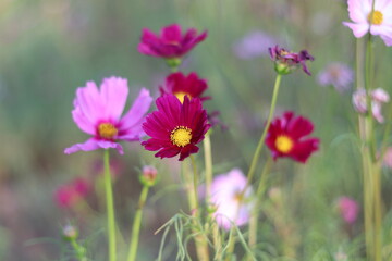 Beautiful  cosmos flower  colorful  in the field   outdoor,Portrait.