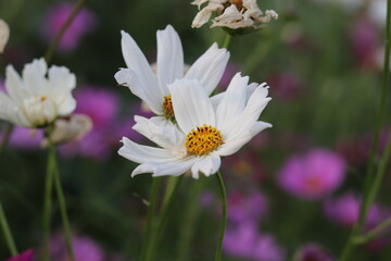 White cosmos flower in the garden,Portrait.