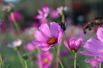 Fototapeta premium Beautiful cosmos flower colorful in the field outdoor,Portrait.