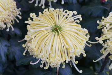 A close up of the light yellow color of spider mum 'Lava' flower