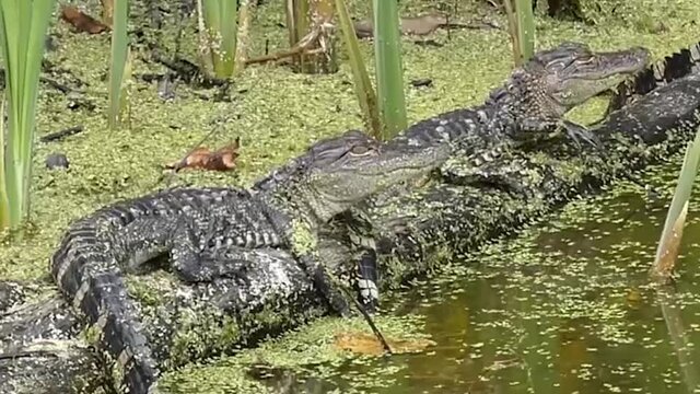 Alligator in the swamps of Georgia. 