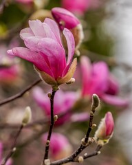 Obraz na płótnie Canvas Beautiful closeup of fuchsia pink magnolia flowers blooming in the springtime