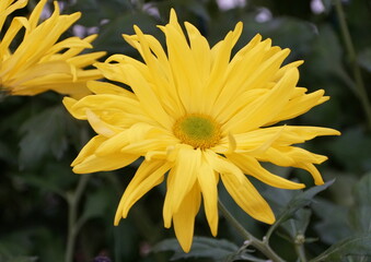 Bright yellow color of Single mum 'Peggy Stevens' flower