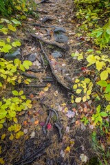 Tree roots and green and yellow autumn leaves on the ground