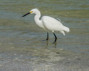 Snowy Egret fishing for food in the ocean at Sanibel Island in Florida