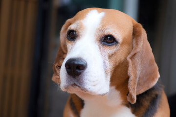  Beagle Dog looked with a doubtful eye