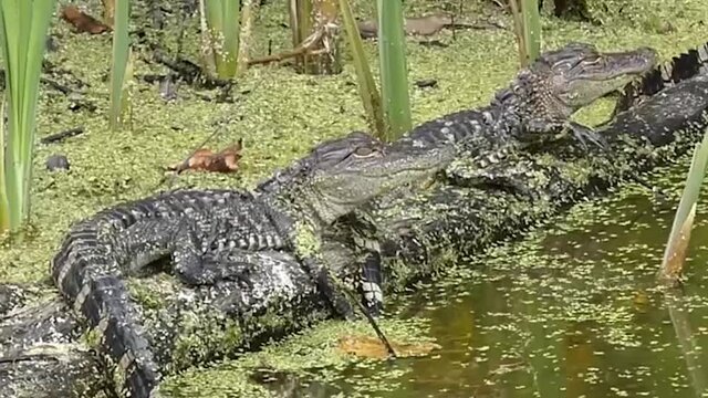 Young alligators