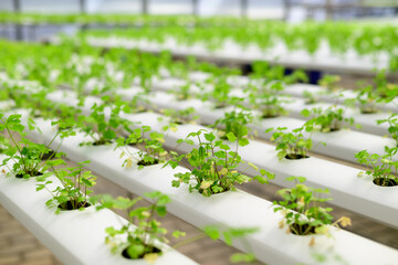 Hydroponic vegetable plant (Coriander or Cilantro) growing in hydroponic greenhouse
