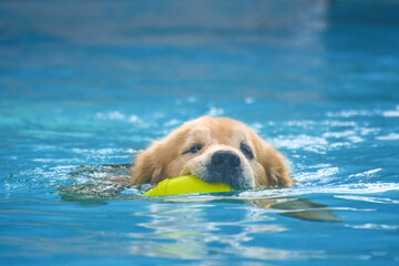 Golden Retriever Dog Exercises in Swimming Pool