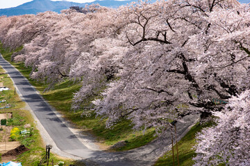 一目千本桜