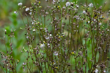 decayed grass in the meadow