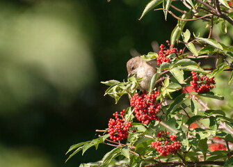 A small  Whitethroat (Sylvia communis) sits on an elderberry Bush on a Sunny morning....