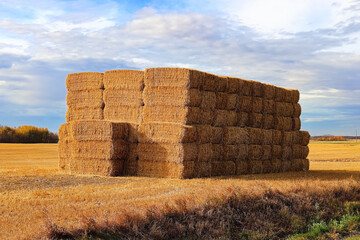 Side view of straw hay bales in a farmers field