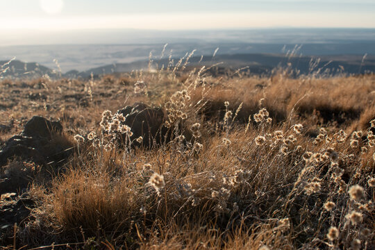 View of dried flowers and grassland from top of Steens Mountain in Harney County, Southeastern Oregon.