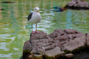 A seagull standing on top of a rock. San Diego, California.