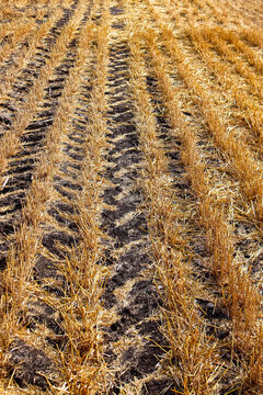 Rows of cut grain and tire trackin in the field
