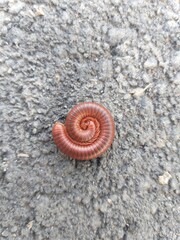 Millipedes 