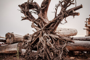 A tree-trunk  with huge roots  and  big logs lying