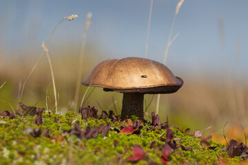 mushroom in the grass