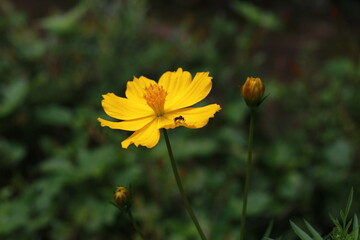 Beautiful Yellow Cosmos Flower.