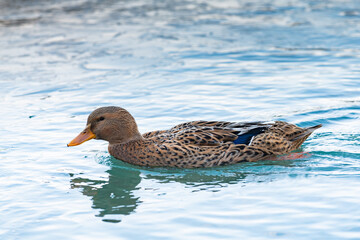 close-up, a swimming duck with a variegated beautiful colors, in the clear mountain river Katun