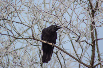crow on a tree