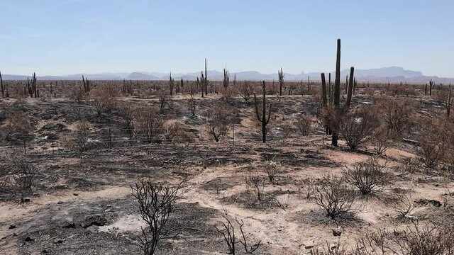 Saguaros after a Desert Fire Near Phoenix Arizona