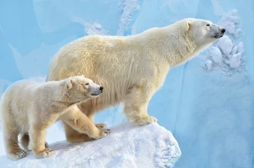 Foto op Plexiglas ijsbeer welp © elizalebedewa
