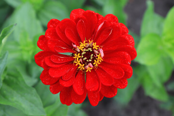 A close up of bright red flower of zinnia elegans (common or elegant zinnia; youth-and-age) in a morning dew in the garden, top view 