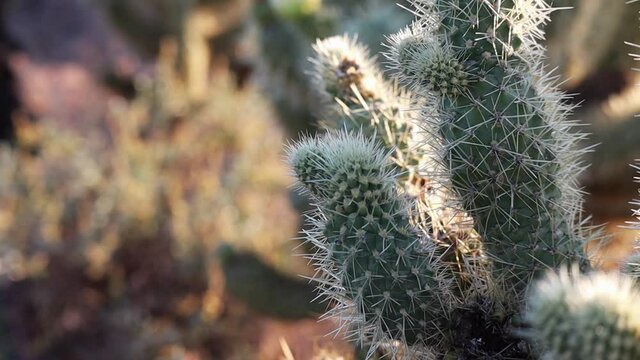 Cholla Cactus in Scottsdale Arizona Closeup