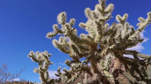 Cholla Cactus In The Bright Sun In Scottsdale Arizona