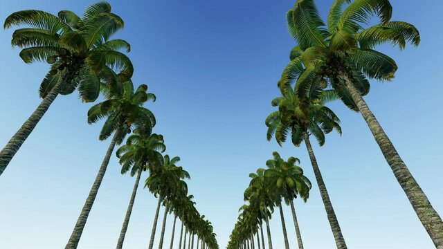 3D animation. The plane flies over the road in the resort town. Camera moves along the road, palm trees grow around the road.