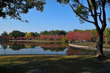 Obraz premium 紅葉した桜並木が見える池の風景