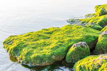 Green moss growing on the stone at the stones at the Corniche park in Dammam, Kingdom of Saudi Arabia