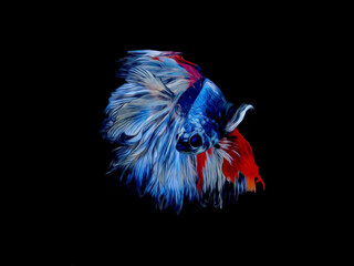 oil paint  siames fighting fish..betta splendens fish with black background.